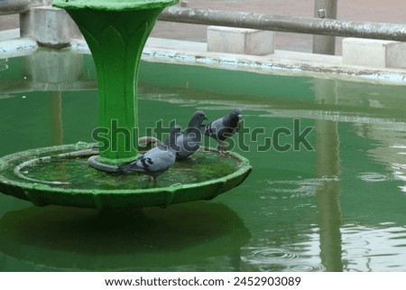 Picture of four pigeons sitting on a water pond would likely capture a serene moment of quiet contemplation, inviting viewers to pause, appreciate the beauty of the natural world.