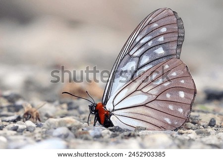 Calinaga gautama is a striking butterfly species known for its large size and distinctive markings. With a wingspan typically ranging from 80 to 100 millimeters Royalty-Free Stock Photo #2452903385