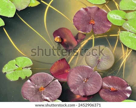 a photography of a pond with lily pads and water lilies.