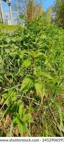 Nettles in nature. Close-up of plant, useful plants and herbs.