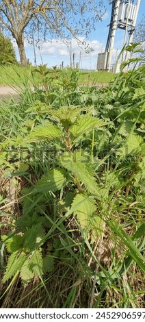 Nettles in nature. Close-up of plant, useful plants and herbs.
