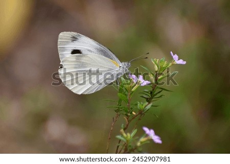 The Indian Cabbage White (Pieris canidia) is a butterfly species known for its predominantly white wings with black markings. With a wingspan typically ranging from 45 to 55 millimeters Royalty-Free Stock Photo #2452907981