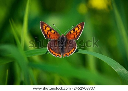 The Small Copper (Lycaena phlaeas) is a butterfly species admired for its bright copper-colored wings with black markings. With a wingspan typically ranging from 25 to 30 millimeters Royalty-Free Stock Photo #2452908937