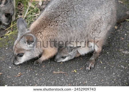 The tammar wallaby  has dark greyish upperparts with a paler underside and rufous-coloured sides and limbs. 