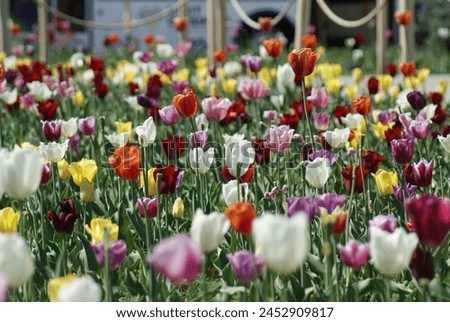 A vibrant picture captures a garden full of colorful tulips in the center of Chișinău. Perfect rows of flowers bloom in vibrant shades of red, yellow, pink, and white.