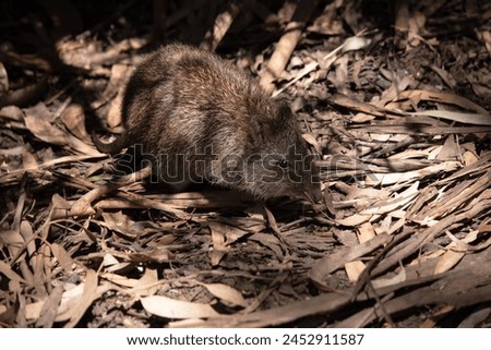 The Long-nosed Potoroos have a brown to grey upper body and paler underbody. Long-nosed Potoroos have a long nose that tapers with a small patch of skin extending from the snout to the nose. Royalty-Free Stock Photo #2452911587