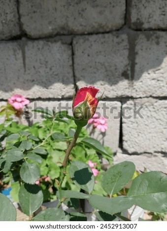 Beautiful rose flower summer photography