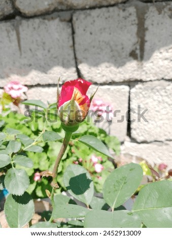 Beautiful rose flower summer photography