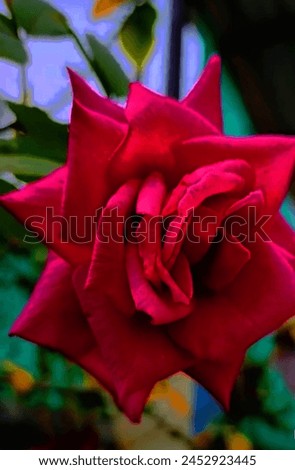 red rose flower plant, a beautiful picture of red colour flower plant