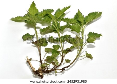 Herbarium. Tutorial. Nettle plant bush, its root system and stem with leaves. Royalty-Free Stock Photo #2452931985