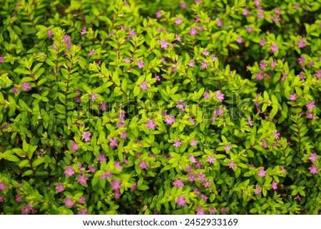 Small pink flowers growing among the green grass