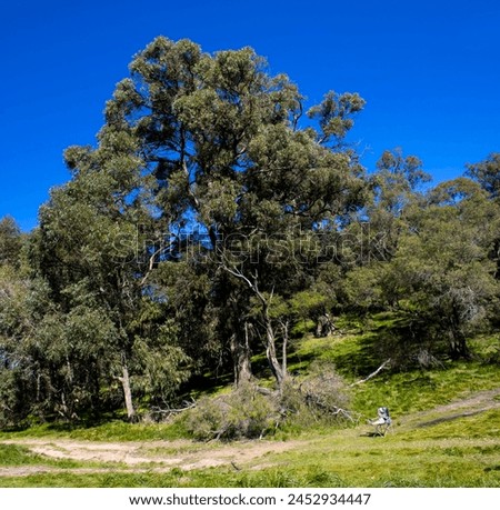 Eucalyptus gomphocephala, tuart, is a species of tree and is one of the six forest giants of Southwest Australia trees growing to a height of 10 to 40 m give habitat for birds and ring tailed possums.