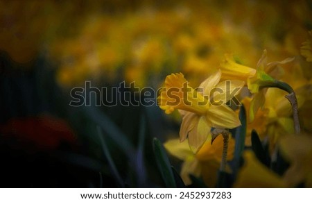 Amazing Yellow Daffodils flower field in the morning sunlight. The perfect image for spring background, flower landscape.
