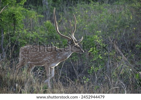 A full grown chital also called a spotted deer by the natives. Royalty-Free Stock Photo #2452944479