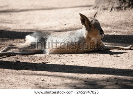 Patagonian hare, is a large rodent species that can be found in central and southern Argentina. The Patagonian cavy has long legs that allow it to reach speeds upwards of 20-25 mph Royalty-Free Stock Photo #2452947825