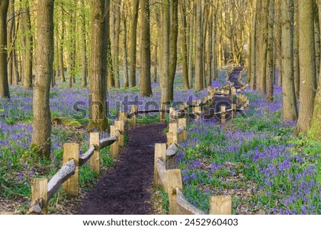 Bluebell carpet in the woods. Springtime in United Kingdom Royalty-Free Stock Photo #2452960403