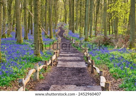 Bluebell carpet in the woods. Springtime in United Kingdom Royalty-Free Stock Photo #2452960407