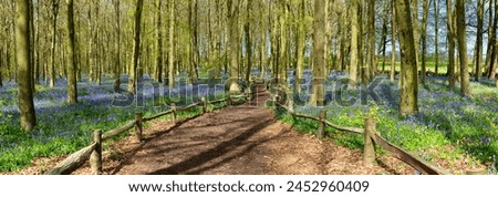 Bluebell carpet in the woods. Springtime in United Kingdom Royalty-Free Stock Photo #2452960409