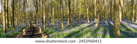 Bluebell carpet in the woods. Springtime in United Kingdom Royalty-Free Stock Photo #2452960411