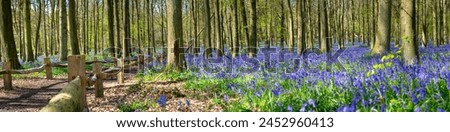 Bluebell carpet in the woods. Springtime in United Kingdom -  Royalty-Free Stock Photo #2452960413