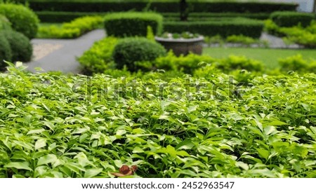 Garden, clear face, blurred background, lawn and ornamental plants, bright green, outdoor photography, nature background.