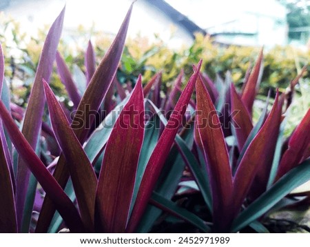 The Adam Eva plant (Rhoeo discolor) has striped purple leaves and the tips of the leaves are pointed