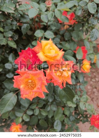 Flowers Pictures (Different Types of Roses, Different Types of Flowers) Different Types of Plants