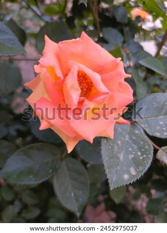 Flowers Pictures (Different Types of Roses, Different Types of Flowers) Different Types of Plants