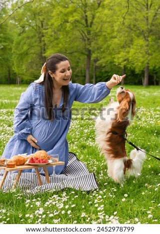 A happy pregnant woman rejoices while expecting her baby. Spends time in nature. Joyfully having fun with his dog, Cocker Spaniel, Cavalier King Charles Spaniel Royalty-Free Stock Photo #2452978799