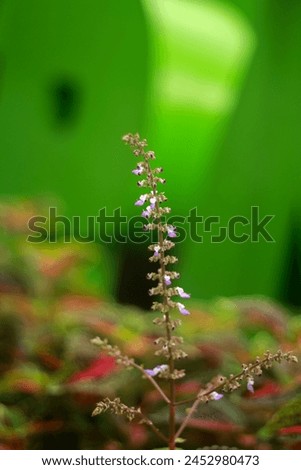 Green plants that look beautiful and fresh with blurred background
