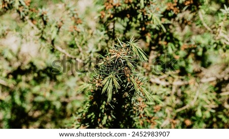 Beautiful wild plant with leaves