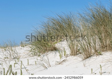 A scenic view of beach dunes with fresh green plants under a clear blue sky, with a coastal town faintly visible in the distance