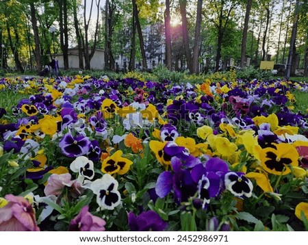 pansy flowers, brightly colored, wonderful