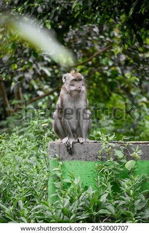 Cute monkey lives in a nature reserve forest of Alas Simpenan Kediri Indonesia. Close up. Animal