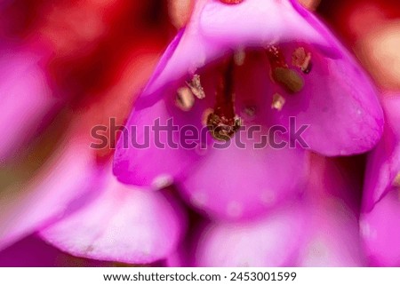 Bellflower in spring. Macro, close-up. Soft selective focus. Artificially created grain for the picture