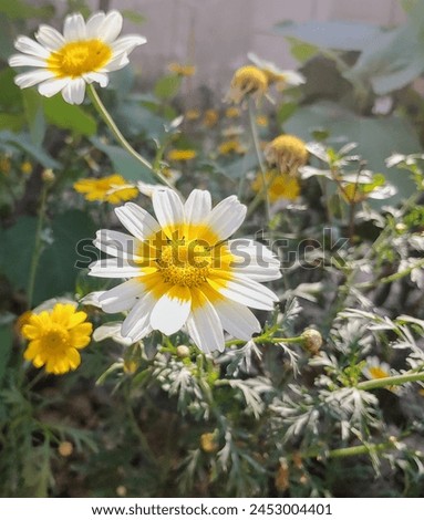 White yellow flower, captured in daylight. Summer photography