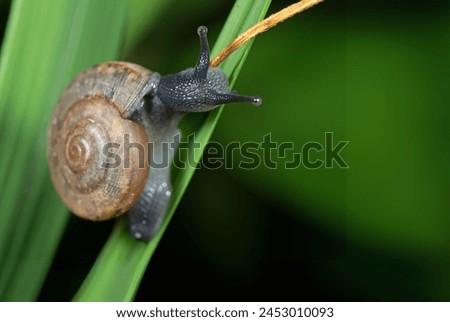 Oxychilus alliarius, commonly known as the garlic snail or garlic glass-snail Royalty-Free Stock Photo #2453010093