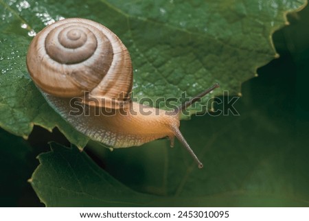 Oxychilus alliarius, commonly known as the garlic snail or garlic glass-snail Royalty-Free Stock Photo #2453010095