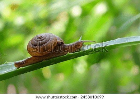 Oxychilus alliarius, commonly known as the garlic snail or garlic glass-snail Royalty-Free Stock Photo #2453010099