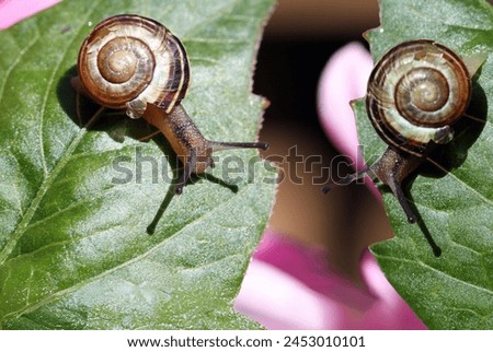 Oxychilus alliarius, commonly known as the garlic snail or garlic glass-snail Royalty-Free Stock Photo #2453010101