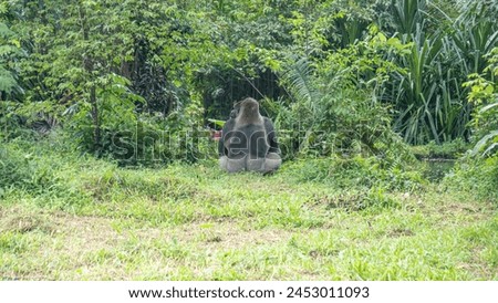 A gorilla is sitting in the grass next to a waterfall. The scene is peaceful and serene, with the sound of the water providing a calming atmosphere