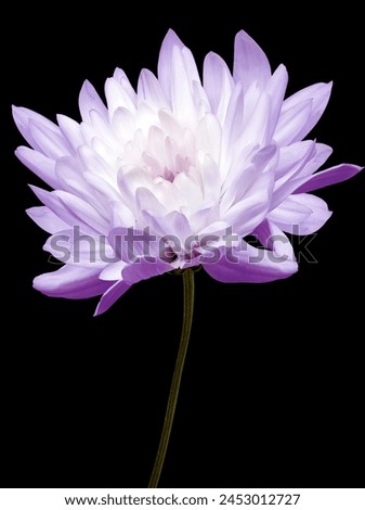 Purple chrysanthemum flower  on black  isolated background with clipping path. Closeup. For design. Nature.