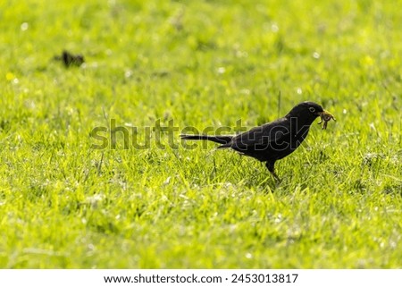 Blackbird with worms in it's beak standing on grass.