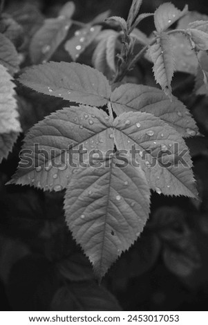 Black and white close-up photo of leaves with bokeh effect and water droplets. Ethereal beauty captured in monochrome. Delicate details of leaves enhanced by shallow depth of field.