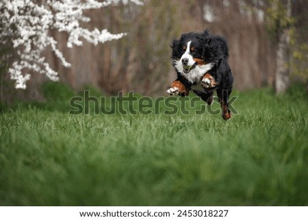bernese muntain dog running on green grass in spring with a tennis ball in mouth Royalty-Free Stock Photo #2453018227