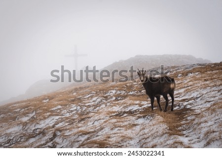 A mountain goat in front of a mountain cross dusted with snow and covered in thick fog, Hochschwab mountains, Steiermark (Styria), Austria Royalty-Free Stock Photo #2453022341