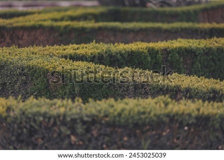 English garden. Green hedge in rows edgewise from above, concept maze geometric nature public park, topiary garden art, abstract structure pattern, symmetry labyrinth. decorative ornamental season