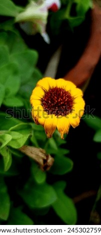 Sun Flower beautiful outdoor photography 