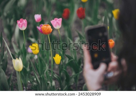 Photographing tulips with a phone. Woman's hand with phone photographing tulips in park. Field of blooming colorful flowers. Spring landscape.