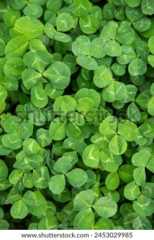 Natural shamrock texture, close up, top view. Saturated green clover leaves, color of spring. Mobile wallpaper image. Trifoliate herbal pattern. Saint Patrick's Day background, symbol of Ireland.